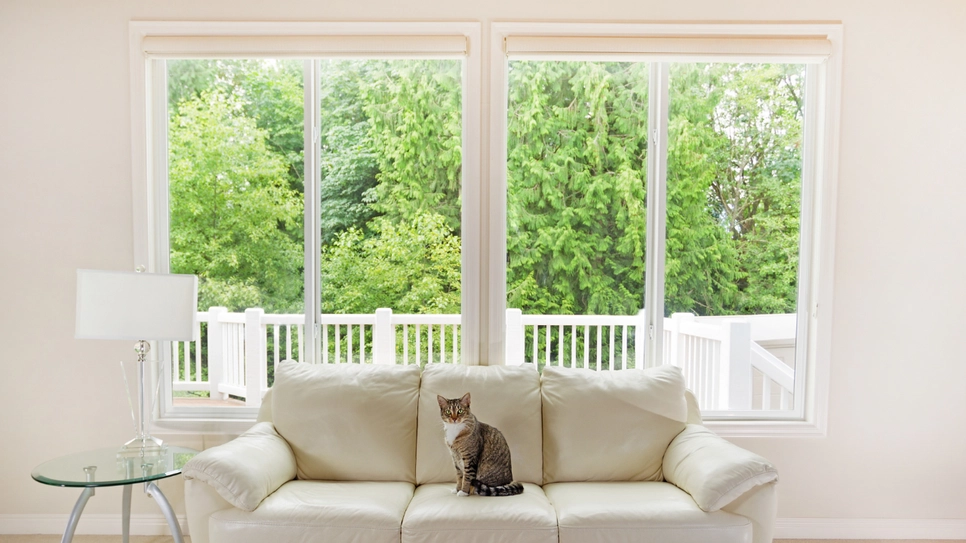 Pred velikimi belimi okni na kavču sedi mačka