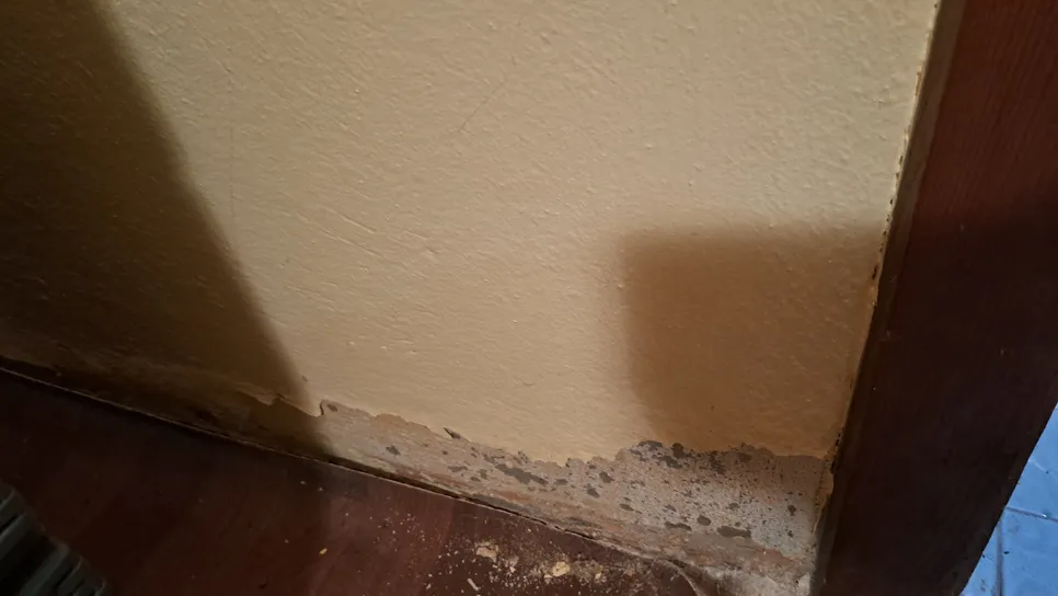 Peeling paint and mold growth on a home wall near the floor, indicating water damage.