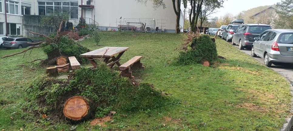 Uprooted trees and stumps near a picnic table in a grassy area, indicating storm damage.