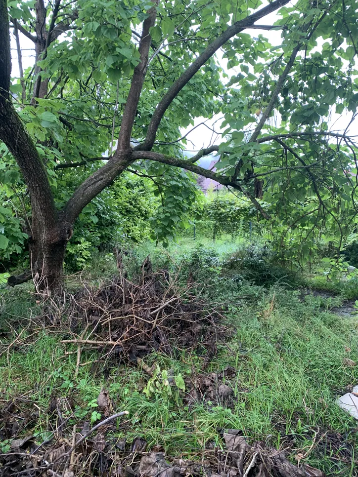 An overgrown backyard garden filled with lush trees and a pile of dry twigs on the ground.