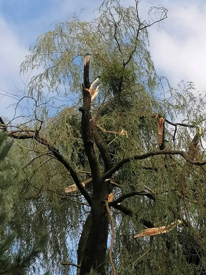 Broken tree branches hanging perilously after a severe storm, showcasing potential for further damage.