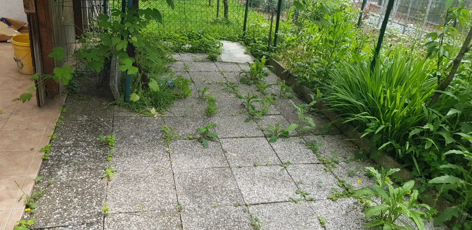 Weeds sprouting between outdoor patio pavers alongside a garden fence, disrupting the paved surface.
