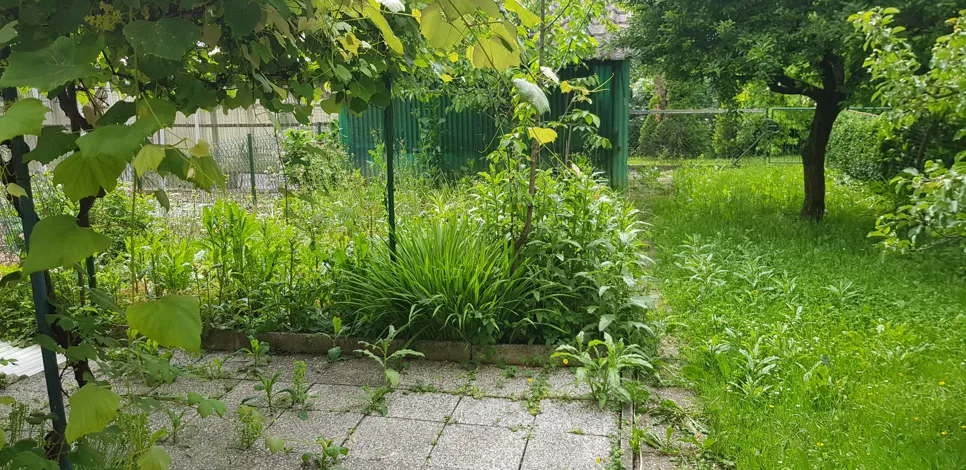 Overgrown backyard garden with dense greenery and unkempt grass surrounding a paved area.