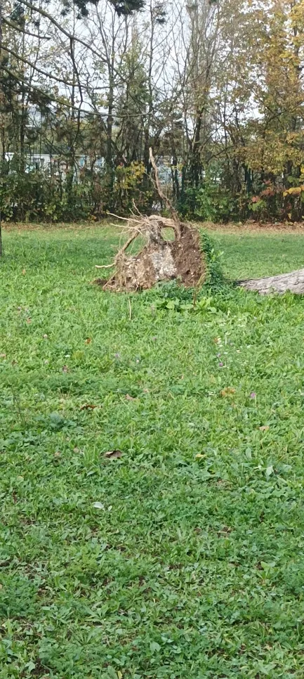Uprooted tree in a grassy area surrounded by autumn foliage, indicating storm damage.