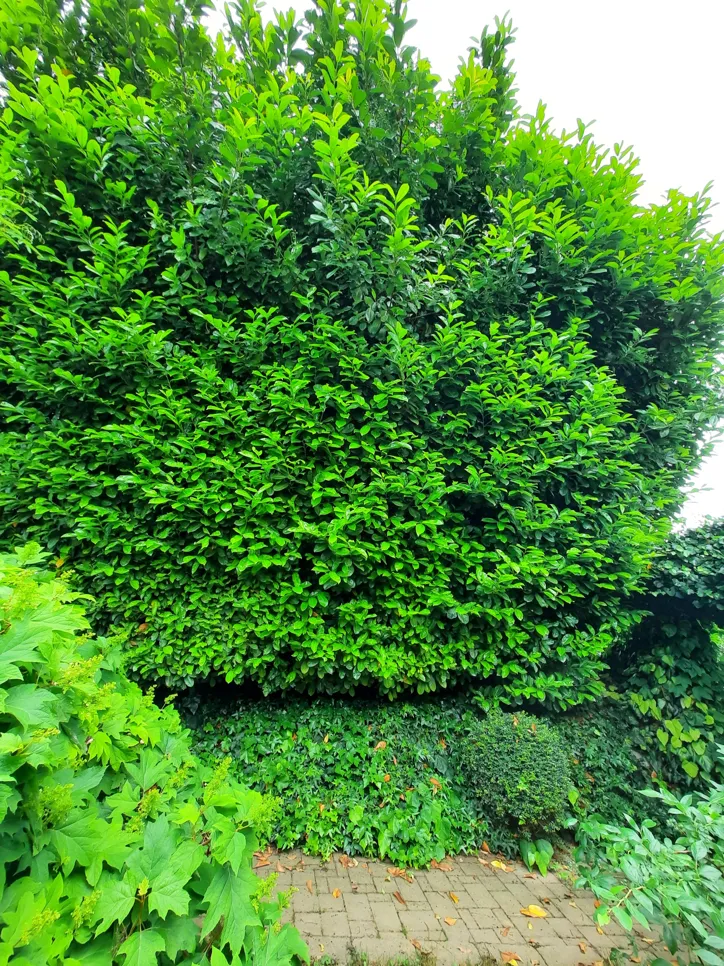 Dense green hedge with lush foliage in a garden setting, indicating overgrowth.